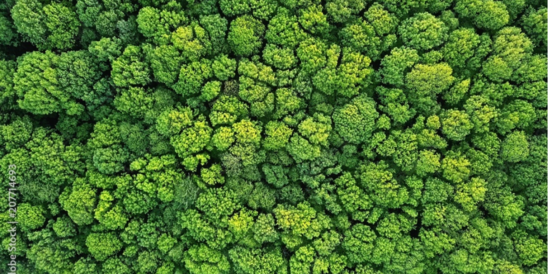 Corporate Responsibility